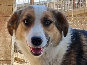 Mara, tolle Hündin sucht Geborgenheit und lebensfrohes Zuhause, 2J, 51cm