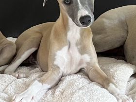 Hübscher, sanfter, Whippet Welpe