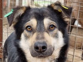 Marley, offen, freundlich und voller Vertrauen sucht eigenes Körbchen, 1,5J, 49cm