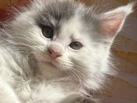 Exklusive Maine Coon Kitten – großrahmig, bestens sozialisiert, mit Stammbaum