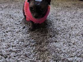 Canadian Sphynx wurfankündigung
