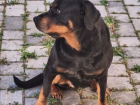 Rottweiler Hündin, 7 J., sucht DRINGEND neues Zuhause