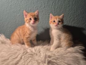 Zwei EKH Kitten, die Minnie-Minnis suchen ein liebevolles Für-Immer-Zuhause