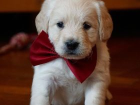 Labradoodle in Medium schwarz und creme ab Anfang Juli !