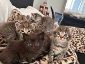 BHK Kitten