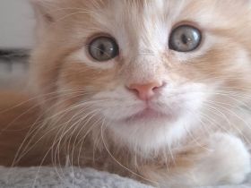 Traumhaft schöne reinrassige maine coon babies