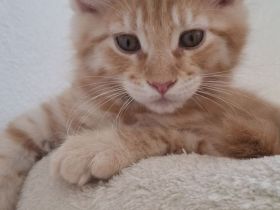 Nur noch ein🐱verschmuster und bildhübscher kleiner maine coon kater zu haben