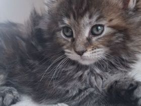 Nur noch 1 kater und ein kätzchen zu haben, reinrassige verschmuste kleine maine coon kitten🐱