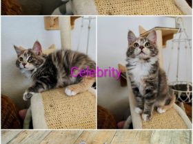 Reinrassige Kurilian Bobtail Kitten.