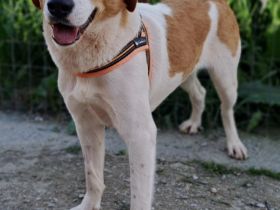 Snoopy, 04/25 - verspielter Junghund sucht Familie