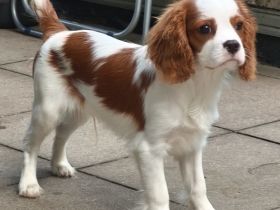 Cavalier King Charles Welpen