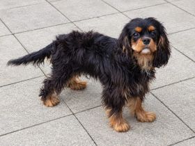 Cavalier King Charles Welpen