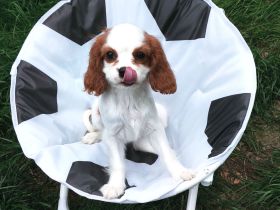 Cavalier King Charles Welpen