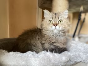Selkirk Rex Katze