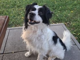 Emil, kleiner Kerl - sehr ruhig und absolut verträglich - ein toller Familienhund