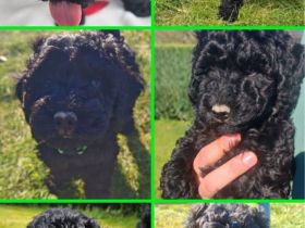 Nur noch Havapoo Rocky sucht sein Traum Zuhause
