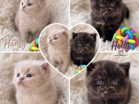 Reinrassige BKH Kitten