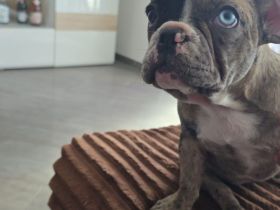 Exklusive Französische Bulldogge
