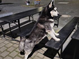Reinrassiger Siberian Husky „Blu“ (8 Jahre) sucht ein liebevolles Zuhause mit Herz und Zeit
