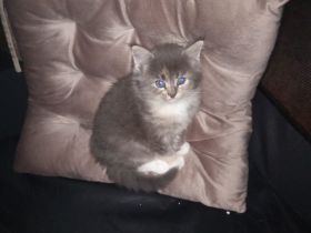 Maine coon xxl kitten blacksilver/smoke tabby white  mit sehr schöne Augen