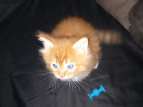 Maine coon xxl kitten reinrassig Red tabby White und blau silver tabby White mit wunderschönen Augen