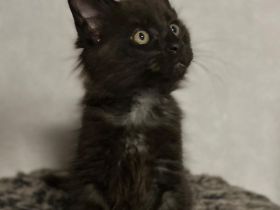Maine Coon Kitten