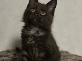 Maine Coon Kitten