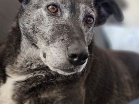Blacky - sehr freundlich, verschmust, verträglich und lebensfroh 😊