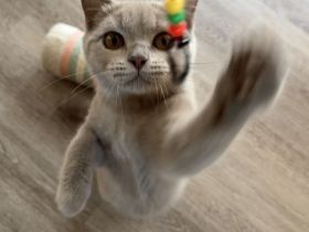 BKH Kitten mit Stammbaum 2 x geimpft