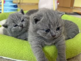 BKH Kitten mit Stammbaum geimpft