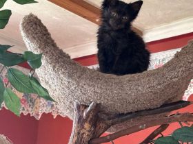 Maine Coon Lady in black