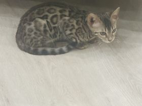 Wunderschöne Bengal Kitten sucht neues Zuhause