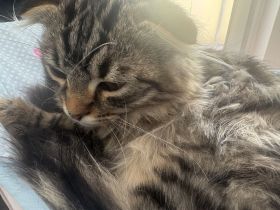Kater 30.12.2025 geboren
