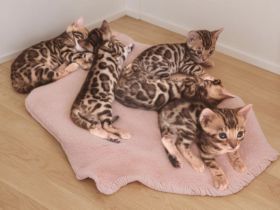 Wunderschöne reinrassige Bengalkitten mit Stammbaum