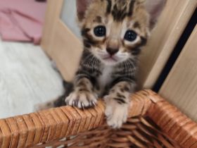 Wunderschöne reinrassige Bengalkitten mit Stammbaum