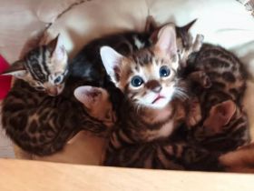 Wunderschöne reinrassige Bengalkitten mit Stammbaum