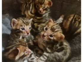 Wunderschöne reinrassige Bengalkitten mit Stammbaum