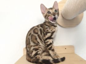 Wunderschöner Bengalkater mit Stammbaum Abholbereit