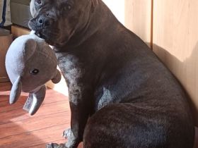 Kinderliebender Familienhund sucht ihr Für-immer-Zuhause