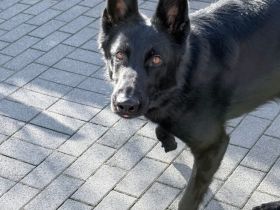 Storm sucht ein Zuhause