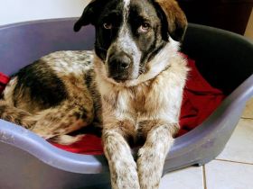 Bubbi sucht ein neues Zuhause