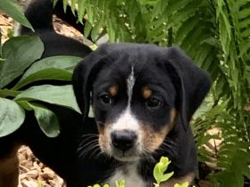 Appenzeller Sennenhund Welpen vom Bauernhof