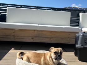 Mops Mix