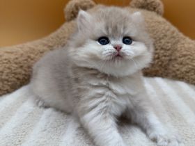 BLH Kitten in Blue Golden und Black Golden Shell