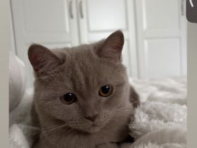 BKH Katzen