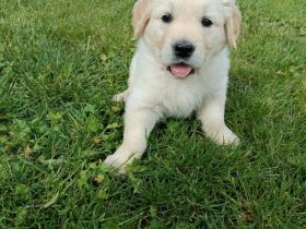 Reinrassiger Golden Retriever Welpe mit Papieren sucht seine Familie!