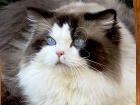 Ragdoll-Träume suchen ihren „Für-immer-Hafen“ 🐾