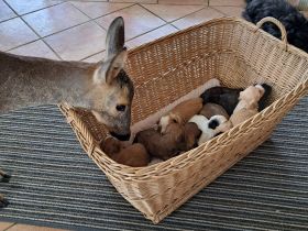 Reinrassige Havaneserwelpen mit Papiere zu verkaufen