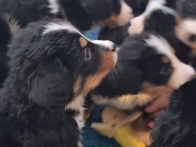 3 Rüden suchen noch ihr Rudel. Das Weibchen ist vermittelt!