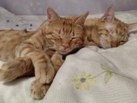 Cosmo und Wanda, Handicats